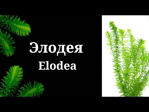 Элодея.Elodea