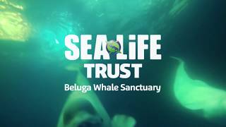 SEA LIFE Trust Beluga Whales Sanctuary