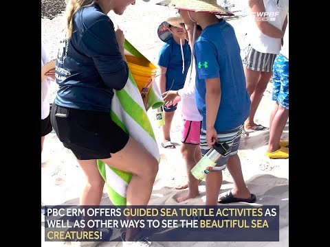 How to watch sea turtles as they start to hatch along Palm Beach County shores