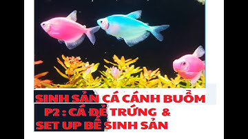 Cách ép cá cánh bườm #xuhuong #shorts #adungvlog