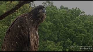 Trempealeau Eagles 8-10-26 TE closeups