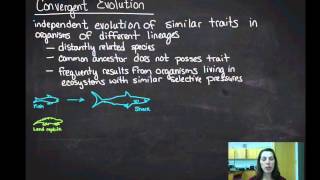 Convergent Evolution