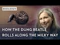 Dung beetles’ navigational skills offer potential for robots of the future