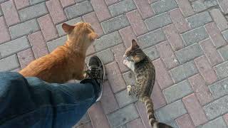 Homeless cats in Ras Al Khaimah, UAE: ED SHEERAN & JANET JACKSON #cat #cats #pet #pets #homeless #4u