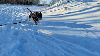 Odin enjoying the snow ❄️ by Odin the Staffordshire Bull terrier 157 views 2 years ago 25 seconds