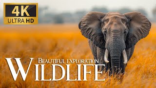 Ultimate Exploration Wildlife 4K 🦧 Discovery Animals Breathtaking Planet Movie with Calm Relax Music