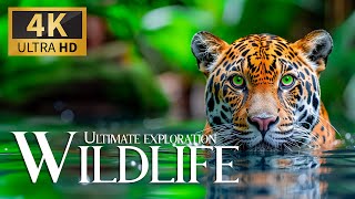 Ultimate Exploration Wildlife 4K 🦧 Discovery Animals Breathtaking Planet Movie with Calm Relax Music
