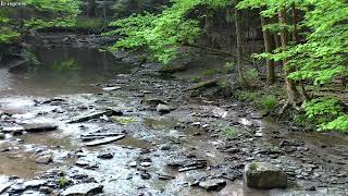 3 hours of a Tranquil Forest Creek  Forestville, New York, USA  4K