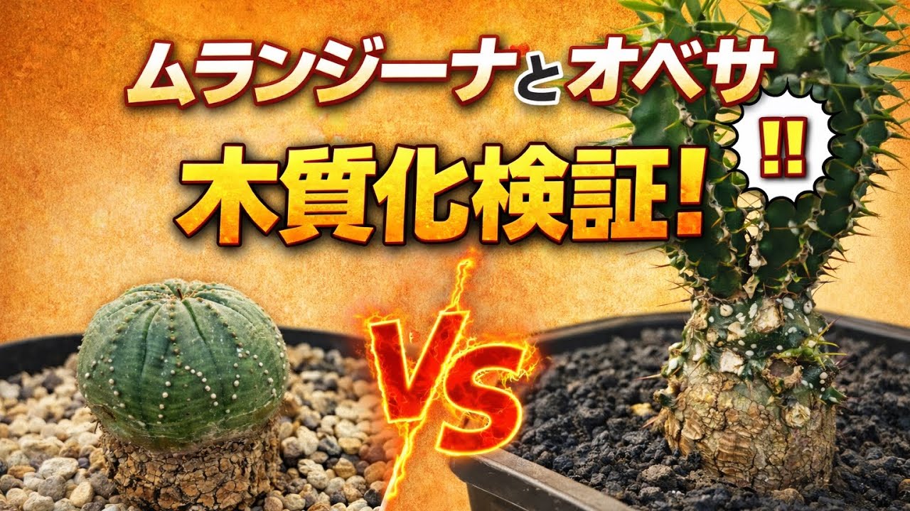 ムランジーナとオベサを木質化 - YouTube