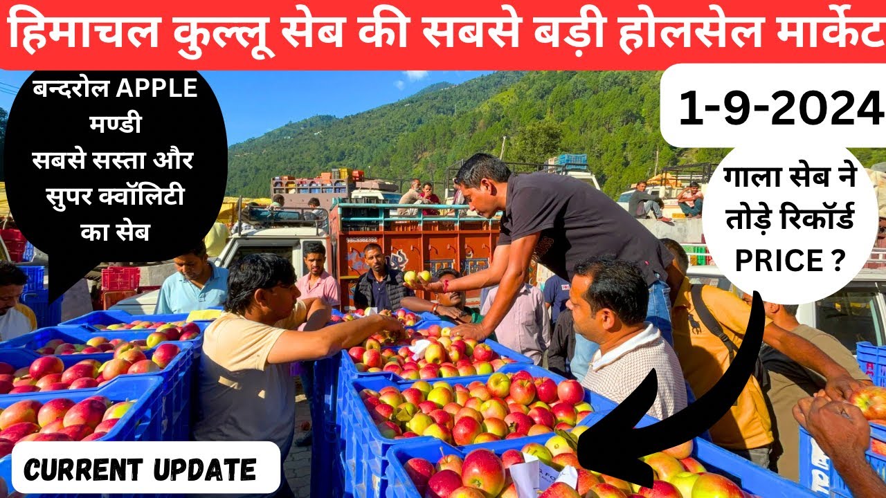 हिमाचल कुल्लू APPLE की सबसे बड़ी होलसेल मार्केट🍎यहाँ मिलेगा सबसे सस्ता सेबCURRENT UPDATE 1-9-2024