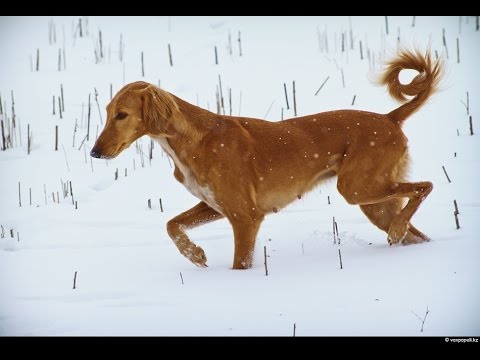 тазы ит
