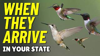 When Do Ruby-Throated Hummingbirds Arrive? Profile