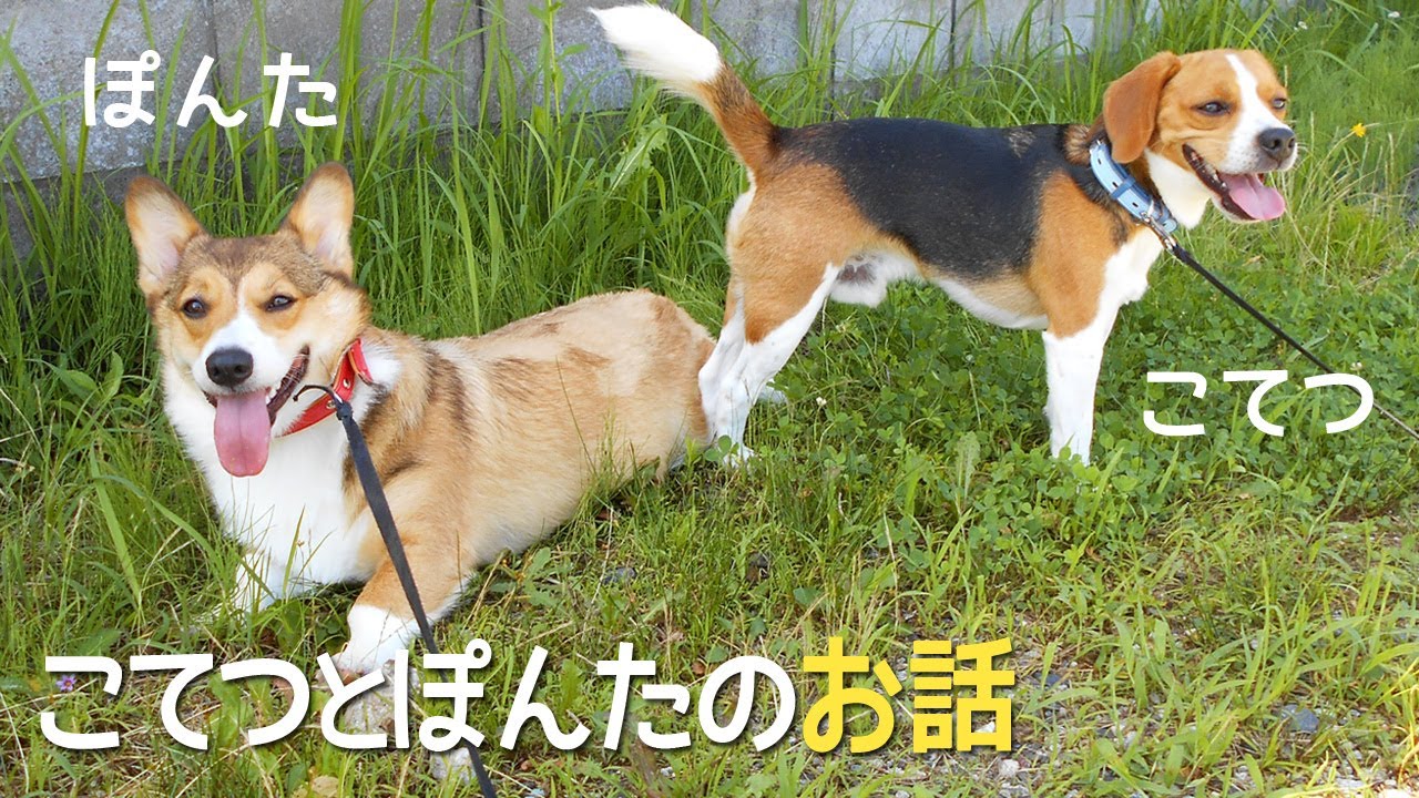 This Beagle And Corgi Are Not In The Same Room The Reason Is Youtube