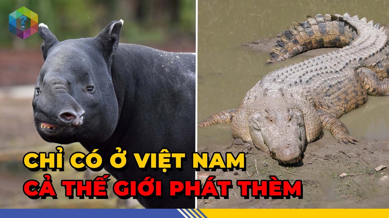 Quốc Tế THÈM KHÁT 7 Loài Động Vật Quý Hiếm Hơn Kim Cương Của Việt Nam - Top 1 Khám Phá