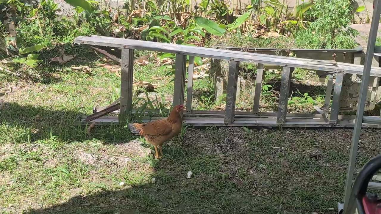 Le puse nombre  a mi 🐓 gallinita petunia ajajaj,😂🤣
