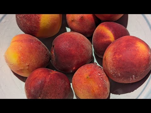 Tropical Beauty Peach harvest - Zone 9B - Central Florida