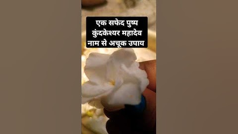 एक सफेद पुष्प कुंदकेश्यर महादेव के नाम से चढ़ाने से देखे चमत्कारी उपाय #shiv #upay #pradeepmishra 🌺🌿