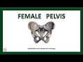 FEMALE PELVIS | Anatomy | Bones | Ligaments | Joints | True & False Pelvis | The Nurses Station