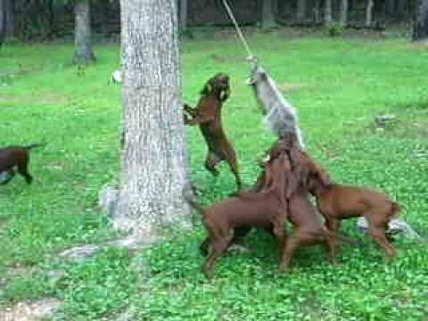 redbone coonhound hunting