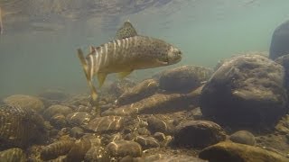 The Trout: An Invasive Alien? Part 1
