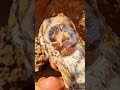 Looking for jade on the mountainside [part 119] #find #agate #gemstone