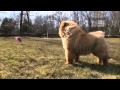Dogs 101  Chow Chow