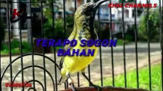 terapi Sogok ontong bahan#sriganti #sogonmania