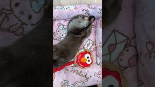 眠たいのにまだ遊びたい赤ちゃんカワウソ #shorts
