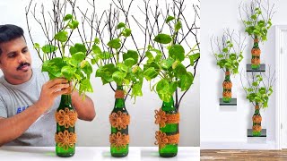 New Creative Ideas for Money Plant Decoration /Gardening Ideas /New Way to Grow Money Plant