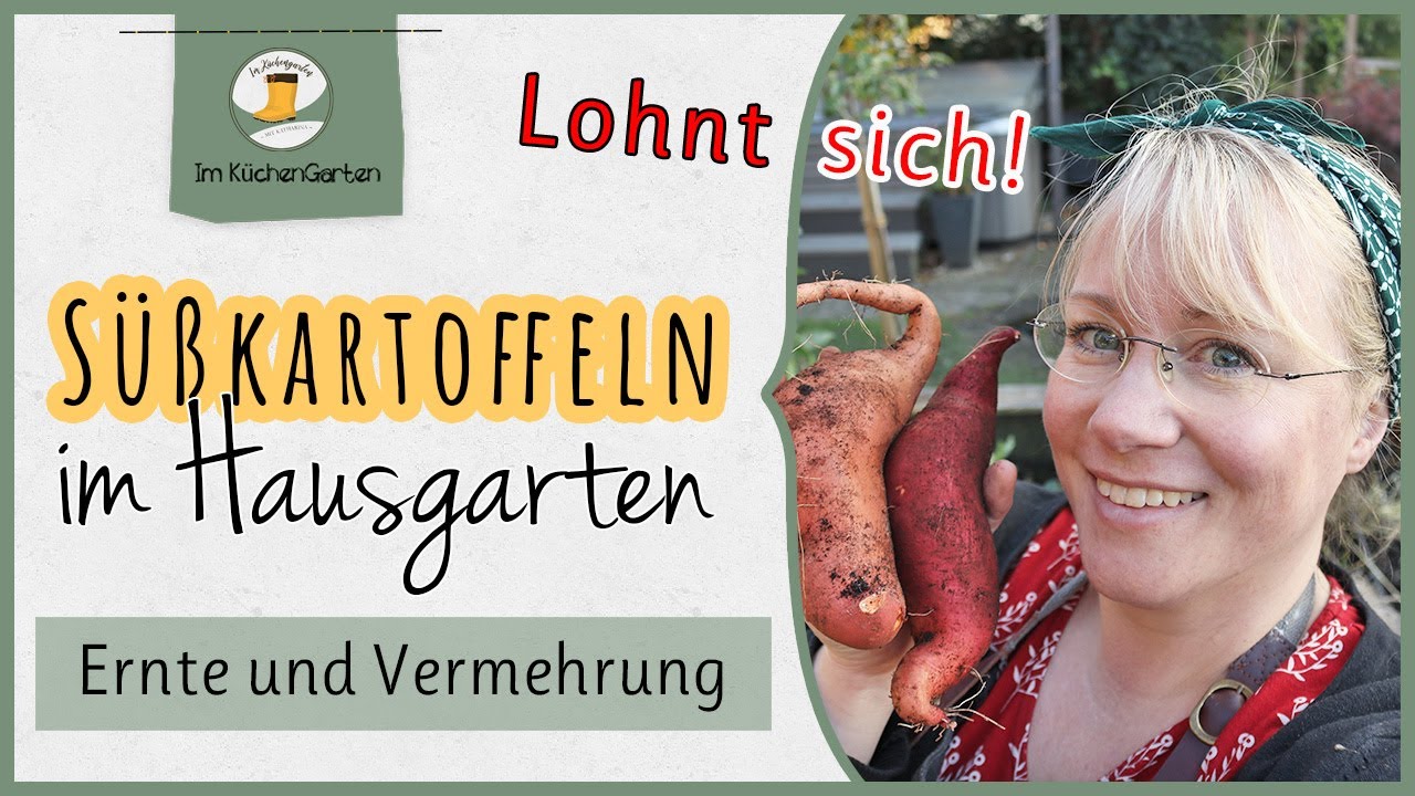 Süßkartoffeln 🥔 ernten und vermehren für die nächste Saison 🌾
