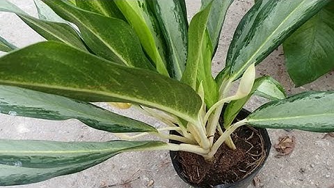 Cây giữ tiền - Cây phong thủy Nghe tên biết tiếng muốn trồng liền ngay