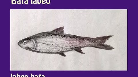 Bata labeo fish | original audio tutorials #satisfying #creativeart #drawingforbeginners