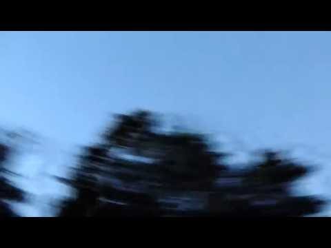 Flying Little Brown Bat