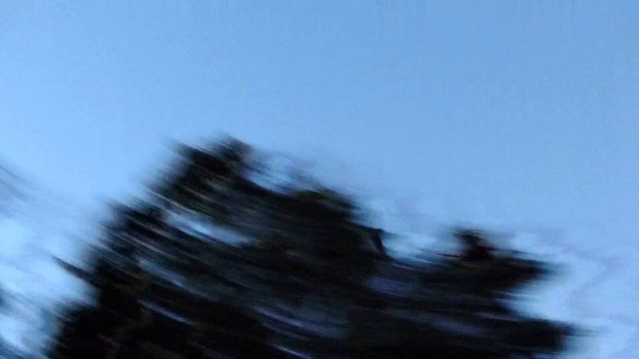 Flying Little Brown Bat