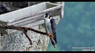 Great Spirit Bluff Falcons, Michelle, keeping watch 2019 06 12 06 17 55 328