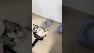 😳😳 where did she learnt Begging | Dramatic Cat #cat #cats