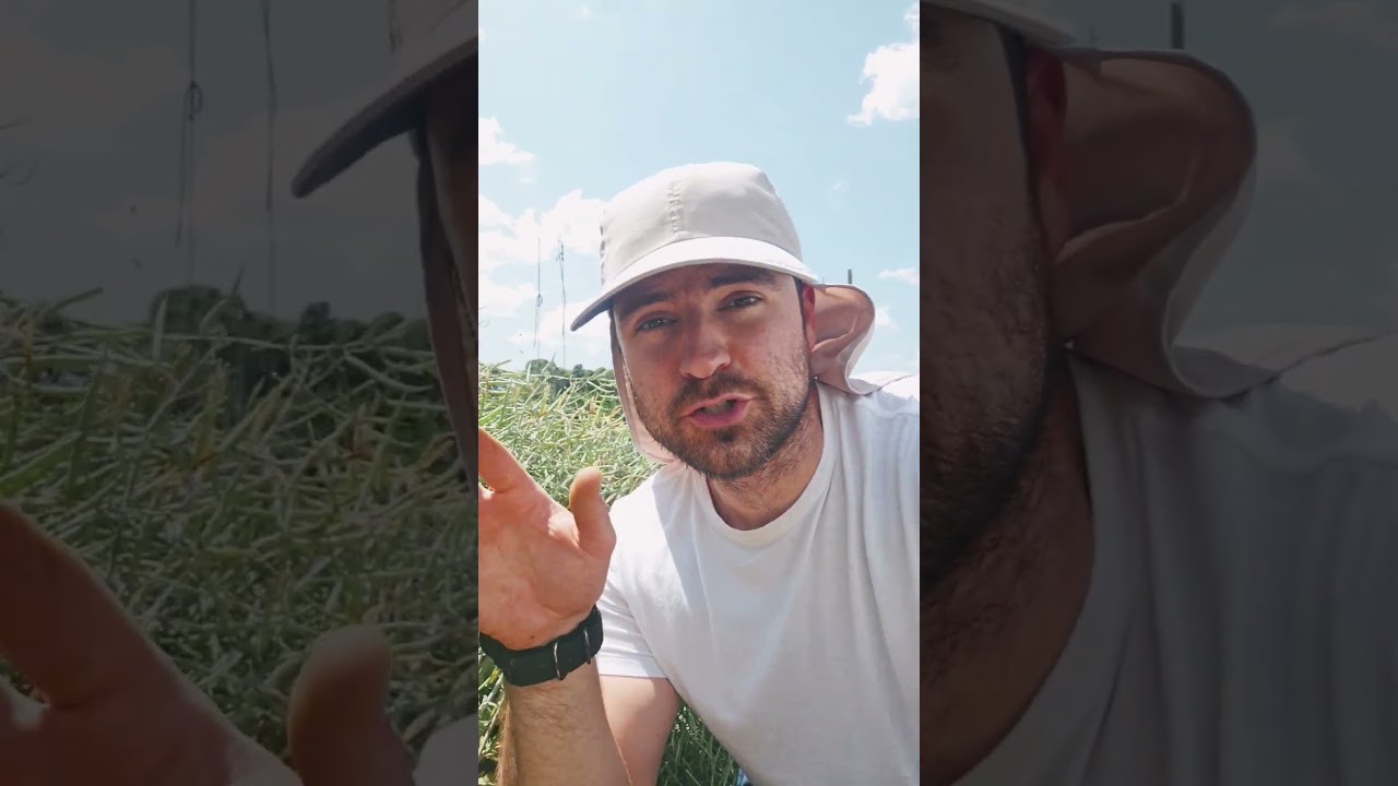 How and when to harvest red Russian kale seeds 