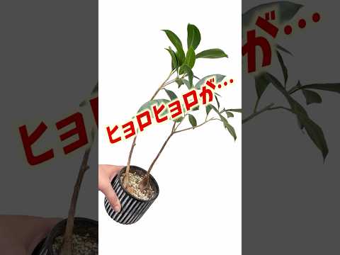 ガジュマル - YouTube