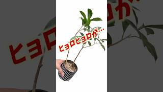 ガジュマル - YouTube