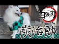 【鬼滅の刃】竈門炭治郎 のコスプレでお散歩してみた！【犬服】【犬の呼吸】