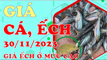 Giá Cá, Ếch tại ĐBSCL ngày 30/11/2023 - Giá ếch ở mức cao