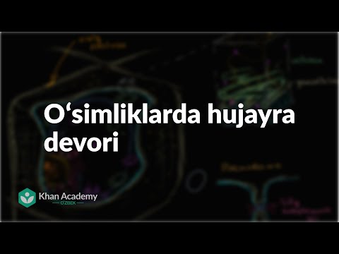 Oʻsimliklarda hujayra devori | Hujayra strukturasi | Biologiya