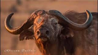The angry Sounds of Africian Cape Buffalo.