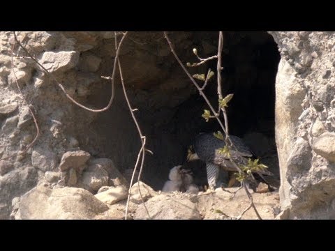 ハヤブサ ヒナ4羽孵る A地点 4月中旬 野鳥FHD 空屋根FILMS#587