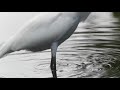 Wakodahatchee Wetlands named best park in Florida