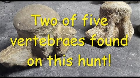 NSR fossils and more fossils - 9