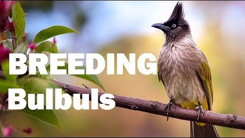 How to Breed Bulbuls  Complete Aviculture Guide