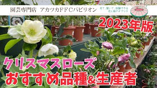 2023年版･おすすめクリスマスローズと生産者のご紹介【園芸専門店アカツカFFCパビリオン】