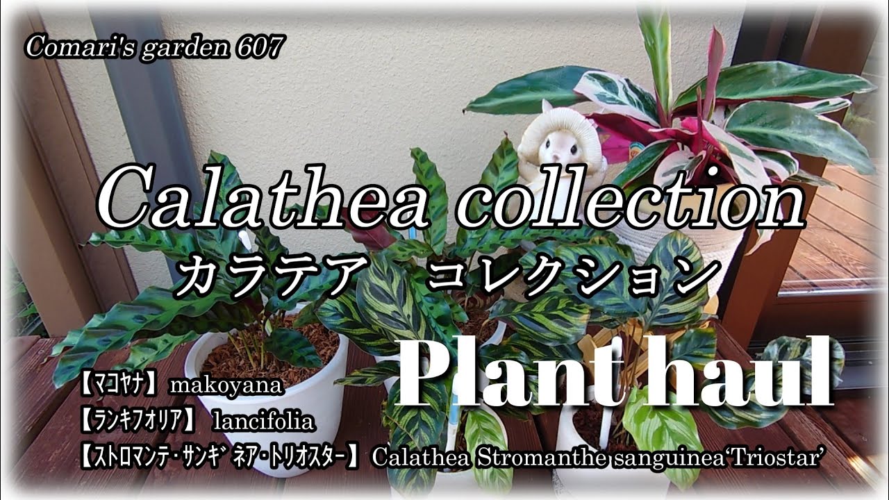【観葉植物】SUB)Plant haul/カラテア３種ご紹介/葉が変色する理由/Calathea collection/マコヤナ/ランキフォリア(インシグニス)/トリオスター/