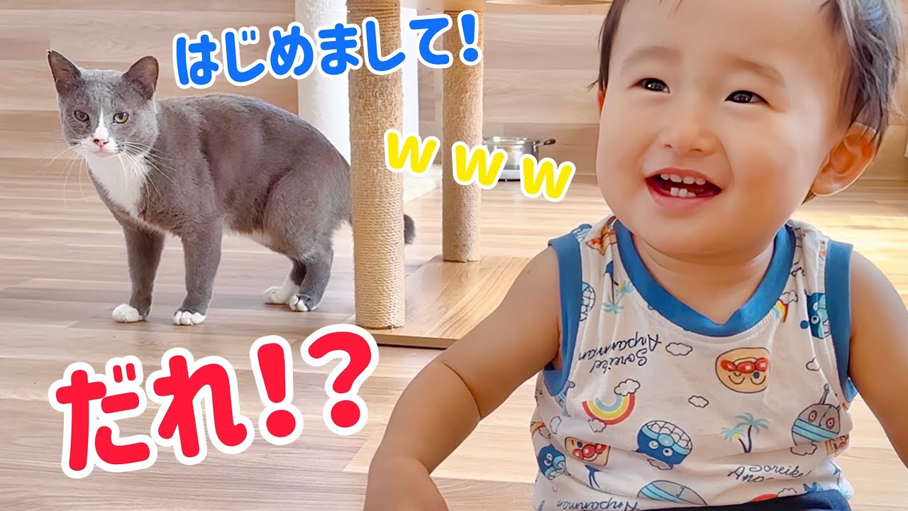 【保護猫天国の実家】まさかの新入り登場で 大騒ぎ😱‼︎